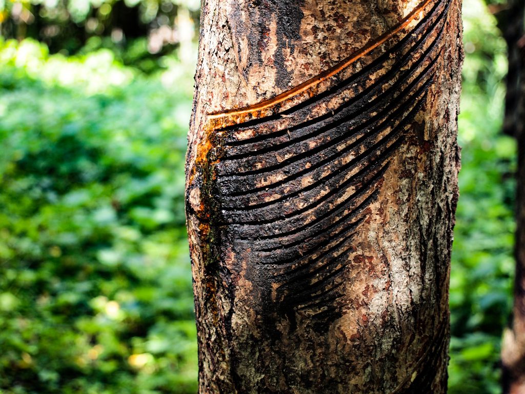 漆の木の、漆掻きの跡