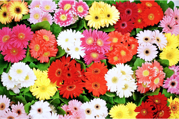 敬老の日ギフトで人気の花の色から選ぶ