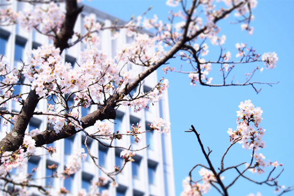 就職祝いを贈るタイミングは入社前の早めが吉